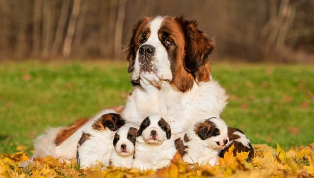 How much to 2024 feed st bernard puppy