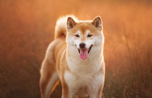 Shiba Inu Dog Breed Profile Shiba Inu dog breed profile featured