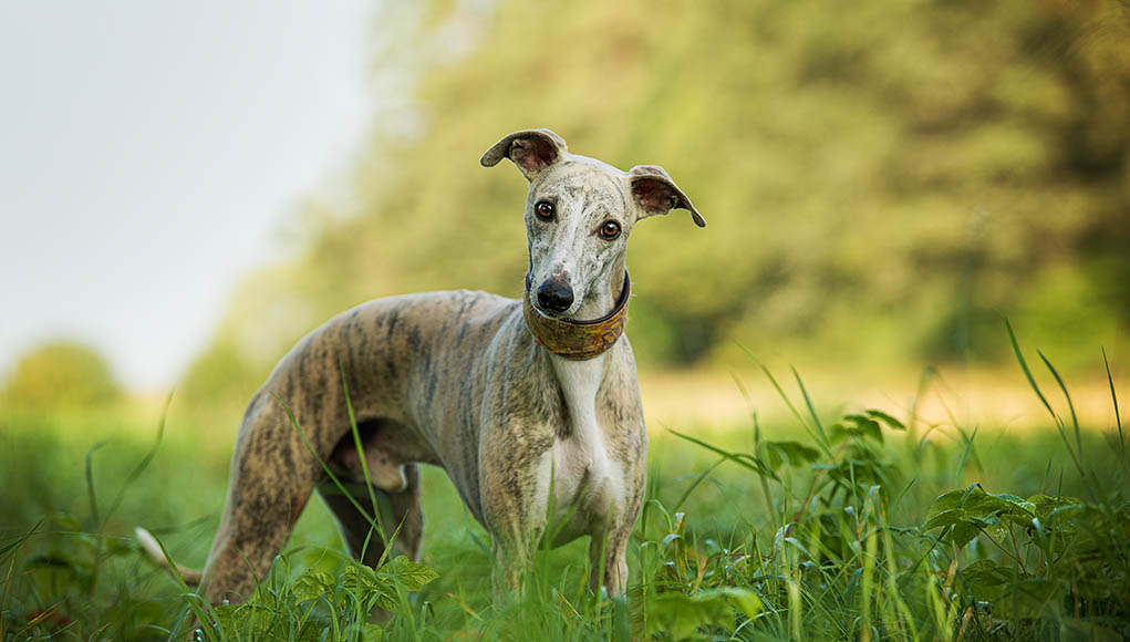 Whippet Dog Breed Profile Top Dog Tips Whippet Dog Breed Profile Top Dog Tips