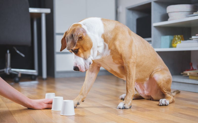 dog playing shell game smartest dog breeds