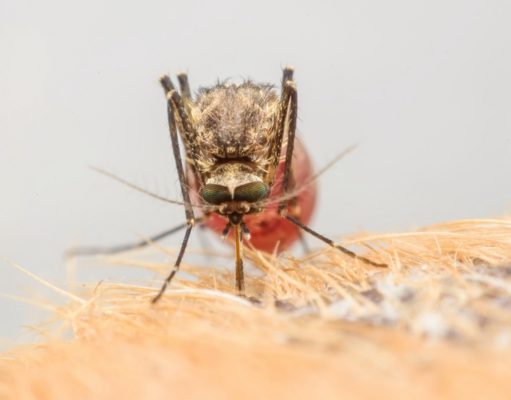 3 Safe and Effective Natural Mosquito Repellents for Dogs A mosquito filled with blood perched on a dog