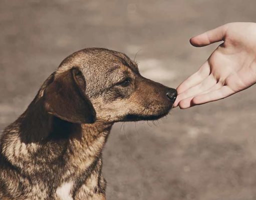 Top Pet Companies that Give Back pet companies that give back