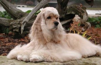 Cocker Spaniel Dog Breed Profile American Cocker Spaniel