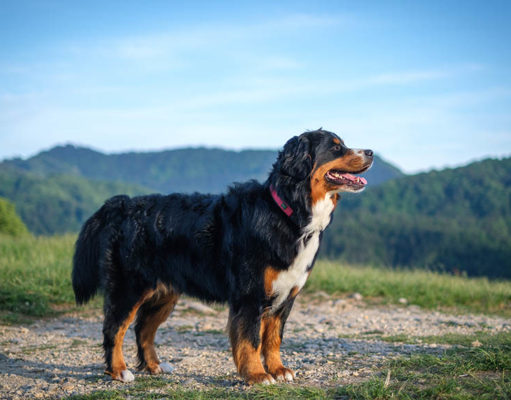 Bernese Mountain Dog Breed Profile Bernese Mountain Dog Featured Image