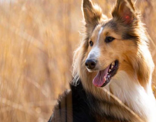 Border Sheepdog Dog Breed Profile Border Sheepdog Dog Breed