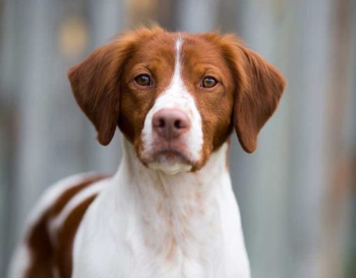 Brittany Dog Breed Profile Brittany Dog Breed