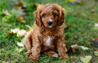 Cavapoo Dog Breed Profile Cavapoo Featured Image