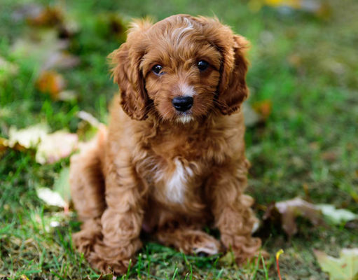 Cavapoo Dog Breed Profile Cavapoo Featured Image