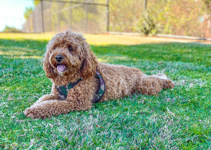 Cavapoo dog breed