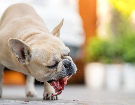 Can You Feed Exotic Meat to Dogs? Exotic Meat For Dogs Featured