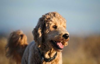 Goldendoodle Dog Breed Profile Goldendoodle Dog Breed