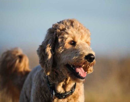 Goldendoodle Dog Breed Profile Goldendoodle Dog Breed