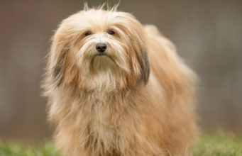 Havanese Dog Breed Profile Havanese Featured Image
