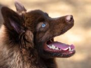 Most Expensive Mixed Breed Dogs Mixed Breed Dog