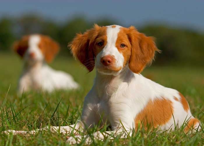 Orange and white brittany hot sale spaniel