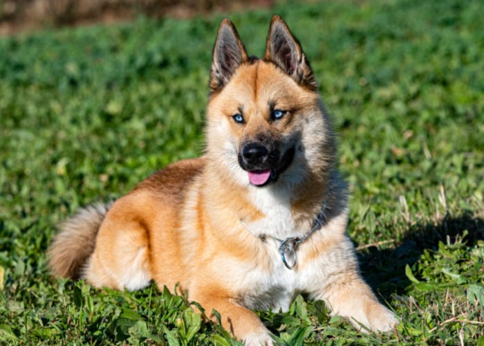 Mooiste Gemengde Hondenras Pomsky