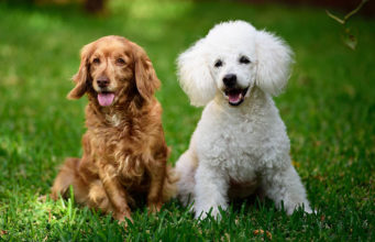 10 Prettiest Mixed Dog Breeds Prettiest Mixed Dog Breeds Featured