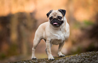 Pug Dog Breed Profile Pug Dog Breed Featured