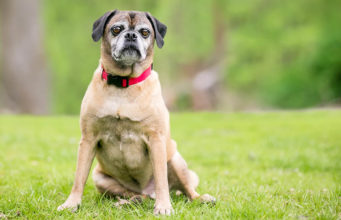 Puggle Dog Breed Profile: Everything You Need To Know Puggle Dog Breed Featured