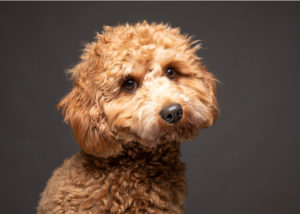 Cavapoo Dog Breed Profile – Top Dog Tips