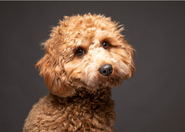 Cavapoo Dog Breed Profile – Top Dog Tips