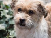 Shorkie Dog Breed Profile Shorkie Dog Breed