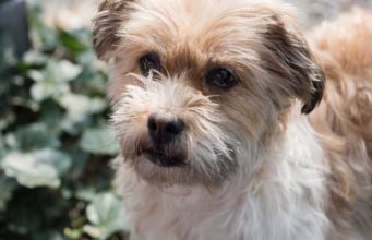 Shorkie Dog Breed Profile Shorkie Dog Breed