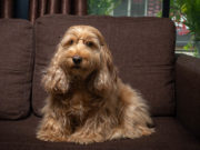 Meet the 10 Smartest Mixed Dog Breeds! Smartest Mixed Dog Breeds Featured