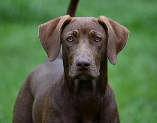 Weimador Dog Breed Profile (Labrador + Weimaraner Mix) Weimador Dog Breed Featured