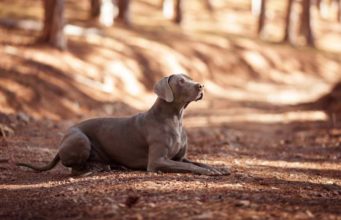 Weimaraner Dog Breed Profile Weimaraner Dog Breed