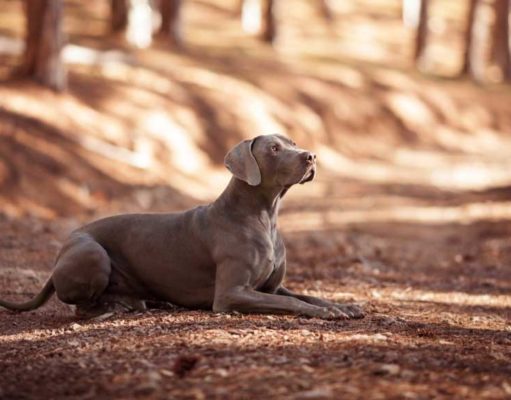 Weimaraner Dog Breed Profile Weimaraner Dog Breed
