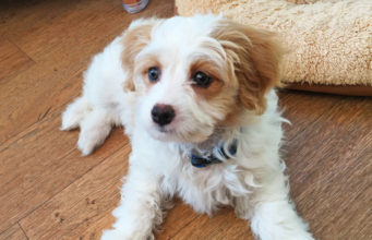 Cavachon Dog Breed Profile cavachon dog breed