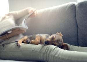 skip door duty and cuddle with dog to ease anxiety on Halloween
