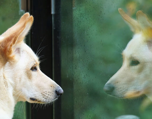 Do Dogs Act Like Their Owners? dogs act like their owners featured
