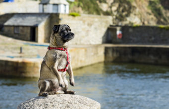 Jug Dog Breed Profile jug dog breed