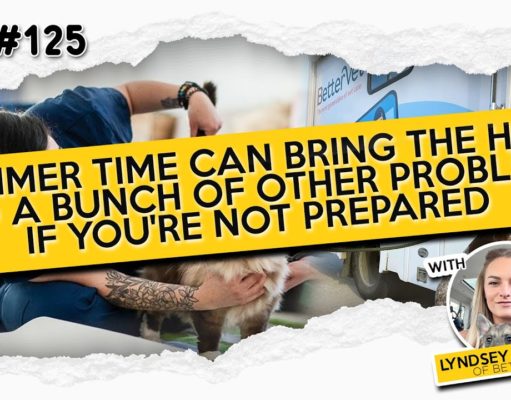 Summer and Dogs: Tips, Risks, and How To Keep Them Safe