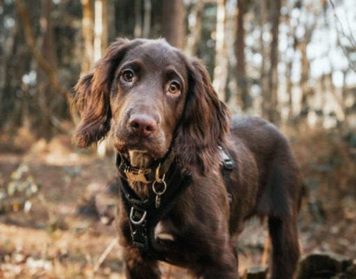 Sprocker Dog Breed Profile sprocker dog breed