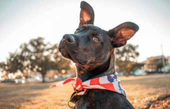 Pawsitively Adorable: The 20 Cutest Mixed Breeds That Are Too Cute to Resist 10 Cutest Mixed Breeds