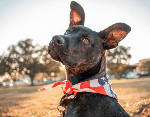 Pawsitively Adorable: The 20 Cutest Mixed Breeds That Are Too Cute to Resist 10 Cutest Mixed Breeds