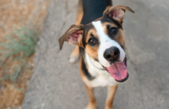 8 Healthiest Mixed Breeds You Can Own! 8 Healthiest Mixed Breeds You Can Own!