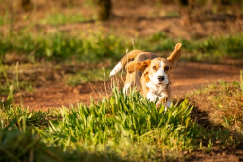 Bagle Hound playing in grass