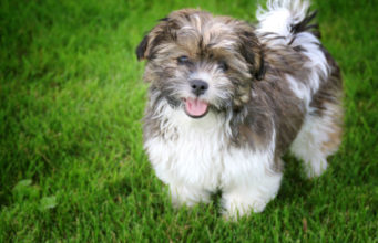 47 Best Shih Tzu Mixes (From Popular to the Uncommon Mix!) Best-Shih-Tzu-Mix-Feature-Image