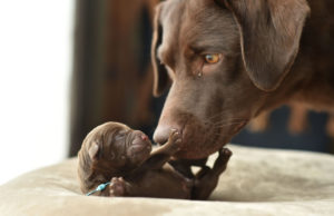 Best Age to Separate a Puppy from its Mother Best-age-to-separate-a-puppy-from-its-mother