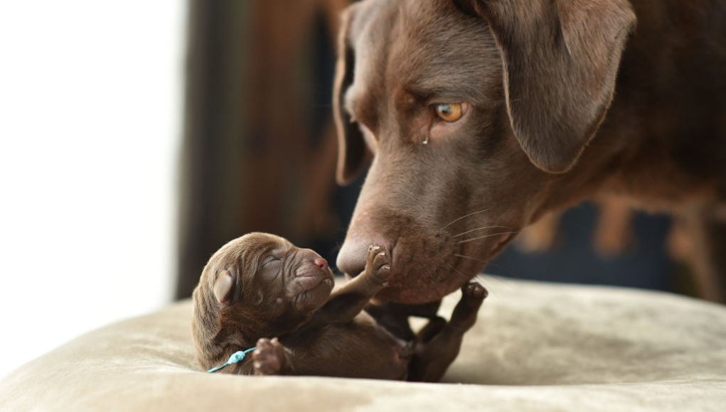 what age should puppies leave their mums