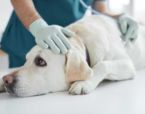 Bile Duct Cancer in Dogs: Causes, Symptoms, and Treatment Bile Duct Cancer In Dogs