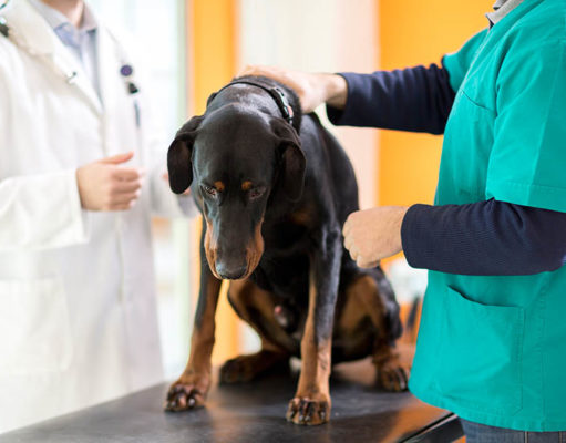 Carcinoid Cancer in Dogs: Causes, Symptoms, and Treatment Carcinoid Cancer in Dogs Featured