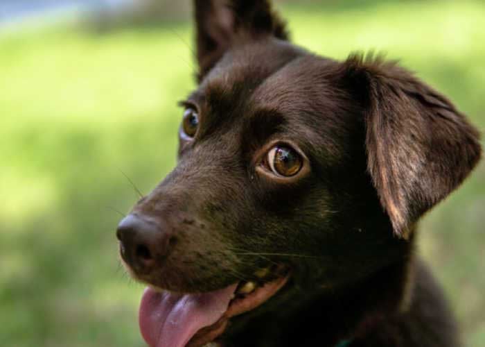 what dog breeds have long black eyelashes