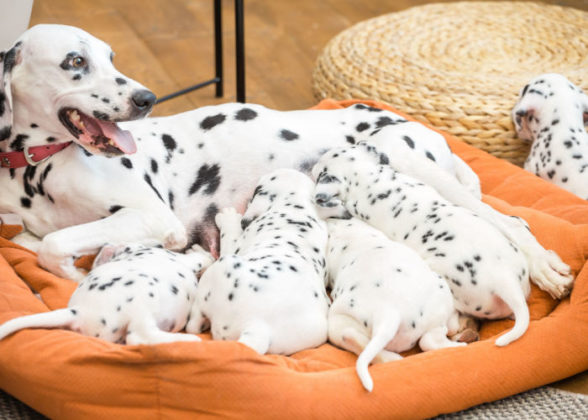 Best Age to Separate a Puppy from its Mother – Top Dog Tips