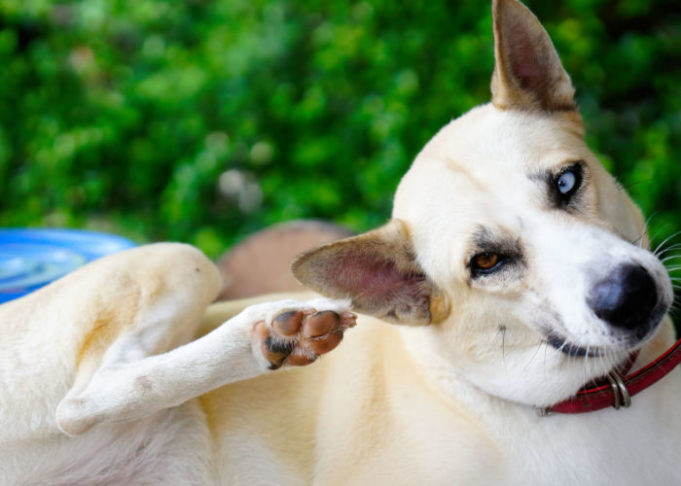 Photo inspiration: Canine Itching In Summer Reference: Itchy Dogs In Summer What It Is And How To