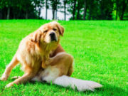 Itchy Dogs in Summer: What It Is and How To Treat It Itchy dog in summer scratching in meadow
